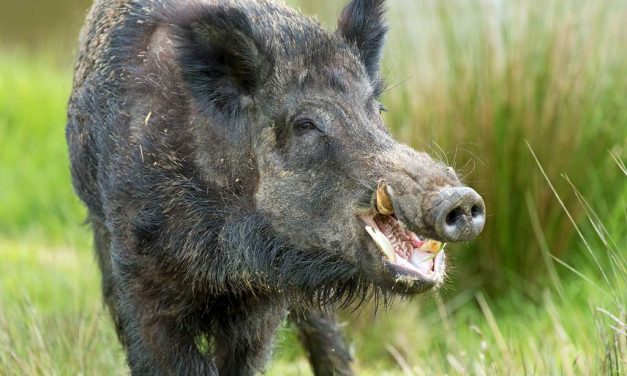 Attività di prelievo controllato cinghiale – Rotazione mesi di Luglio-Agosto 2017