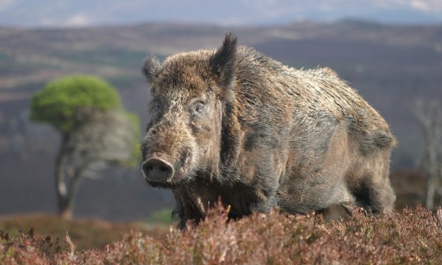 PIANO CONTROLLO SPECIE CINGHIALE – PROROGA