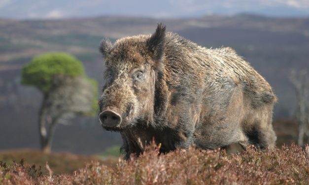 Avviso Danni Da Fauna Selvatica (Cinghiali) Annualità 2014, 2015 E 2016