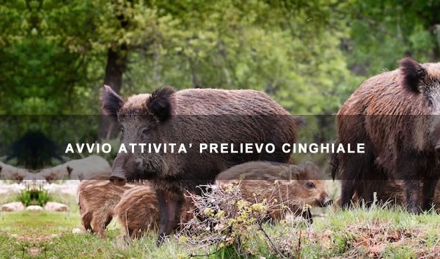 Avvio Attività Prelievo Controllato Cinghiale 2018