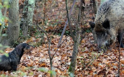 Corso abilitazione conduttore cane limiere