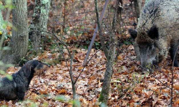 Corso abilitazione conduttore cane limiere