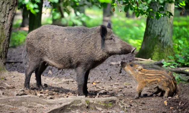 AVVISO  DANNI DA FAUNA SELVATICA-ELENCO BENEFICIARI 2017