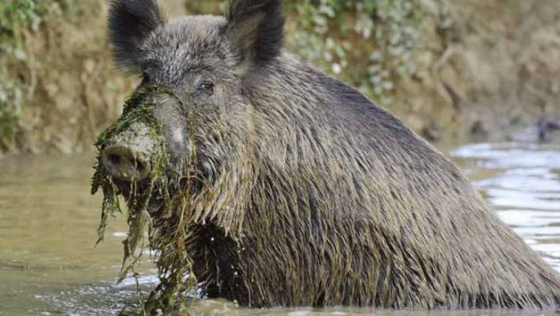 Caccia di selezione cinghiale 2025