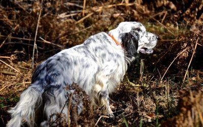 Corso di abilitazione al monitoraggio della beccaccia con cane da ferma
