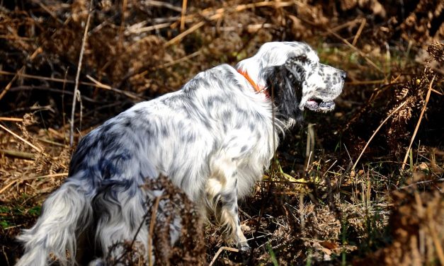 Corso di abilitazione al monitoraggio della beccaccia con cane da ferma