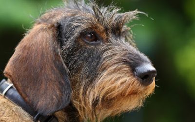 Corso di abilitazione a conduttore di cane limiere