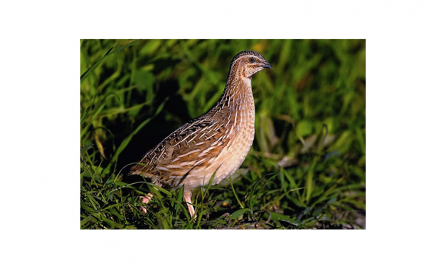 Monitoraggio specie tortora-colombaccio-quaglia
