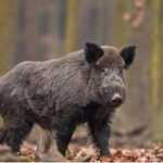 Consegna autorizzazioni squadre di caccia al cinghiale