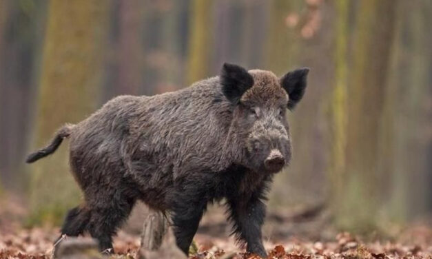 PRELIEVO SELETTIVO DEL CINGHIALE 2024 – RIAPERTURA TERMINI PRESENTAZIONE DOMANDE