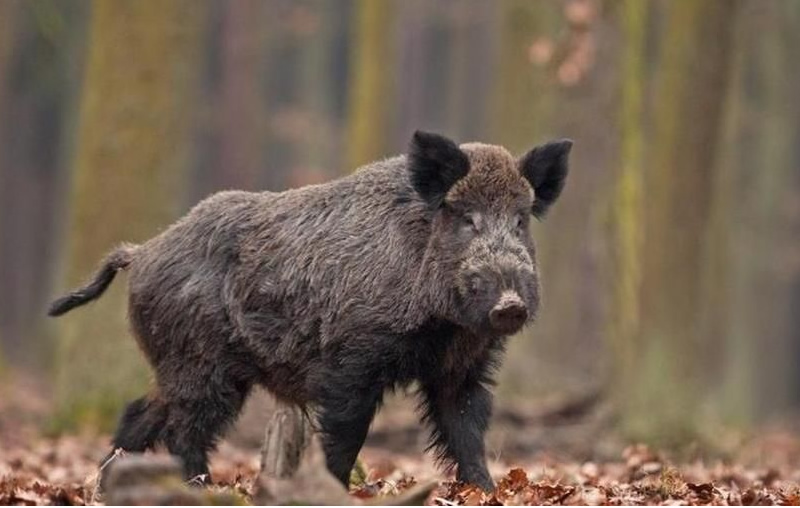 Avvio attività prelievo selettivo cinghiale – Girata