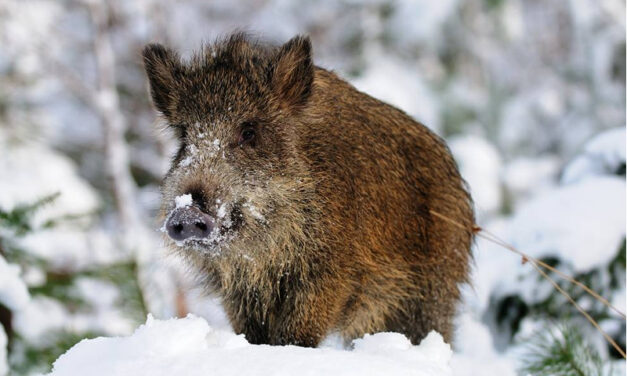 Caccia al cinghiale – Aggiornamento