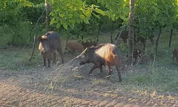 Danni da fauna selvatica alle colture agricole