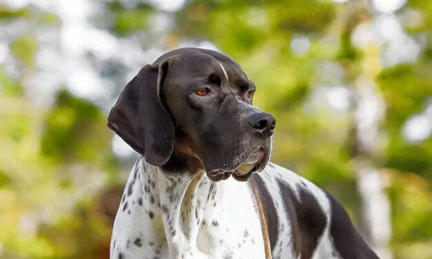 Stagione Venatoria 2021/2022-Versamento quote