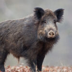 AVVIO CACCIA AL CINGHIALE A.V. 2025/2026