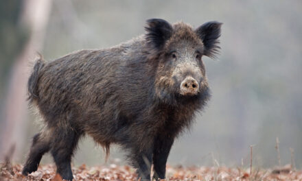 AVVIO CACCIA AL CINGHIALE A.V. 2025/2026