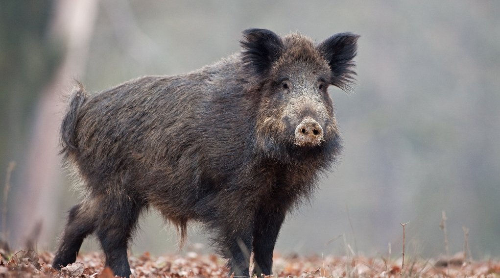 AVVIO CACCIA AL CINGHIALE A.V. 2025/2026
