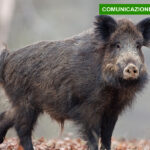 Consegna autorizzazioni Caccia al cinghiale 2026/2027