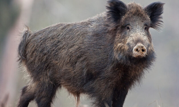 PRELIEVO SELETTIVO DEL CINGHIALE