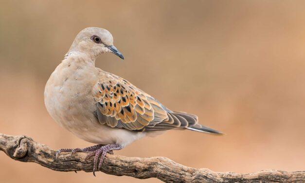 Prelievo della specie Tortora