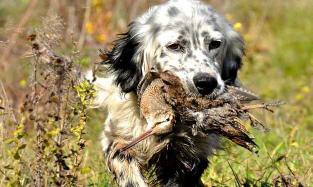 Adesione monitoraggio della beccaccia con cane da ferma