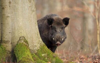 Corso abilitazione controllo specie cinghiale