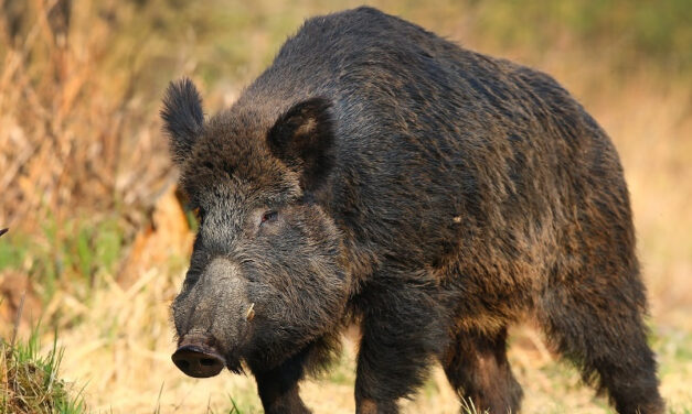 Prelievo Selettivo Girata