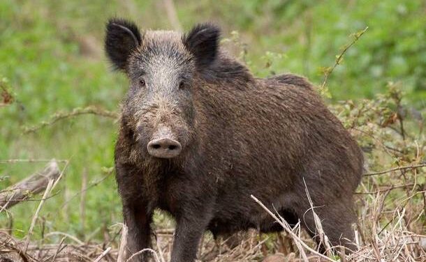 PRELIEVO SELETTIVO DEL CINGHIALE 2023