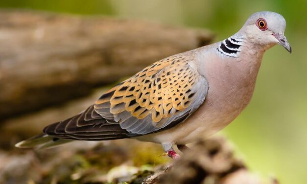 Monitoraggio delle specie tortora, colombaccio e quaglia