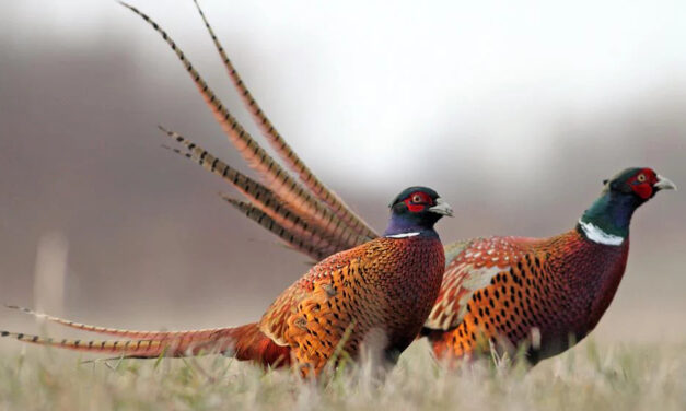 Monitoraggio tortora-colombaccio e quaglia Anno 2026