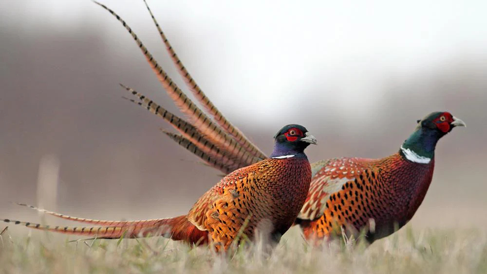 Monitoraggio tortora-colombaccio e quaglia Anno 2026