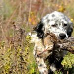 Abilitazione al monitoraggio della beccaccia con cane da ferma