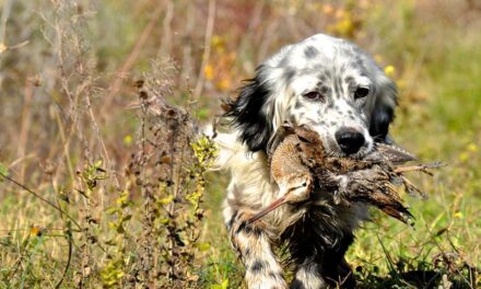 Abilitazione al monitoraggio della beccaccia con cane da ferma