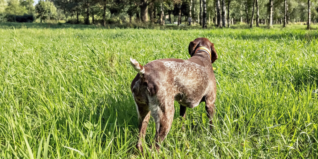 Corso di abilitazione al monitoraggio della beccaccia con cane da ferma