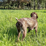 Corso di abilitazione al monitoraggio della beccaccia con cane da ferma