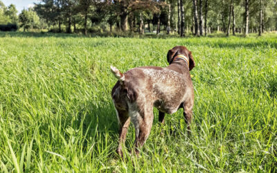 Corso di abilitazione al monitoraggio della beccaccia con cane da ferma