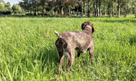 Corso di abilitazione al monitoraggio della beccaccia con cane da ferma