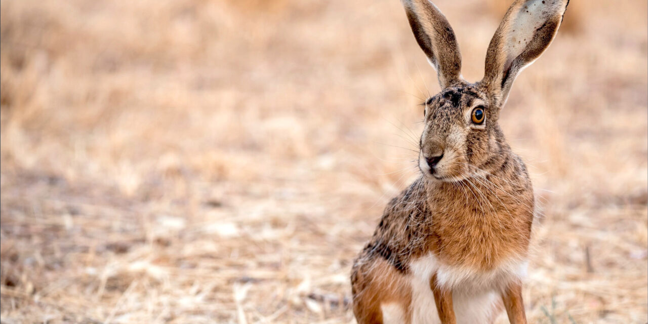 Calendario immissioni lepri