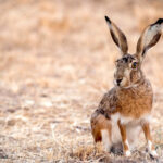 Calendario immissioni lepri