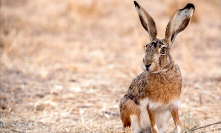 Calendario immissioni lepri