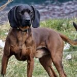 Prove cani limieri – Date