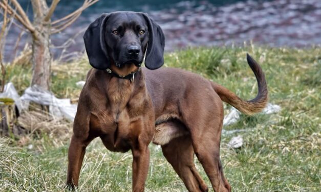 Prove cani limieri – Date