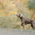 Avviso prove cane limiere