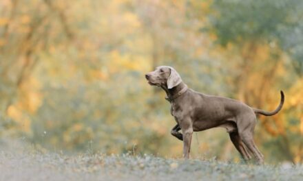 Avviso prove cane limiere